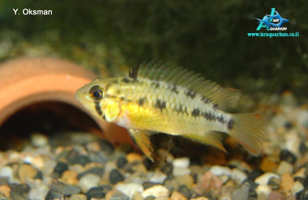 www.israquarium.co.il